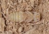 tesařík zavalitý (Brouci), Ergates faber (Linnaeus, 1761), Cerambycidae, Prioninae (Coleoptera)